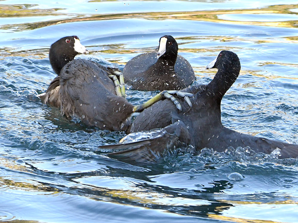 Coot3.jpg