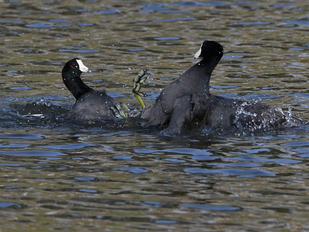 Coot3.jpg