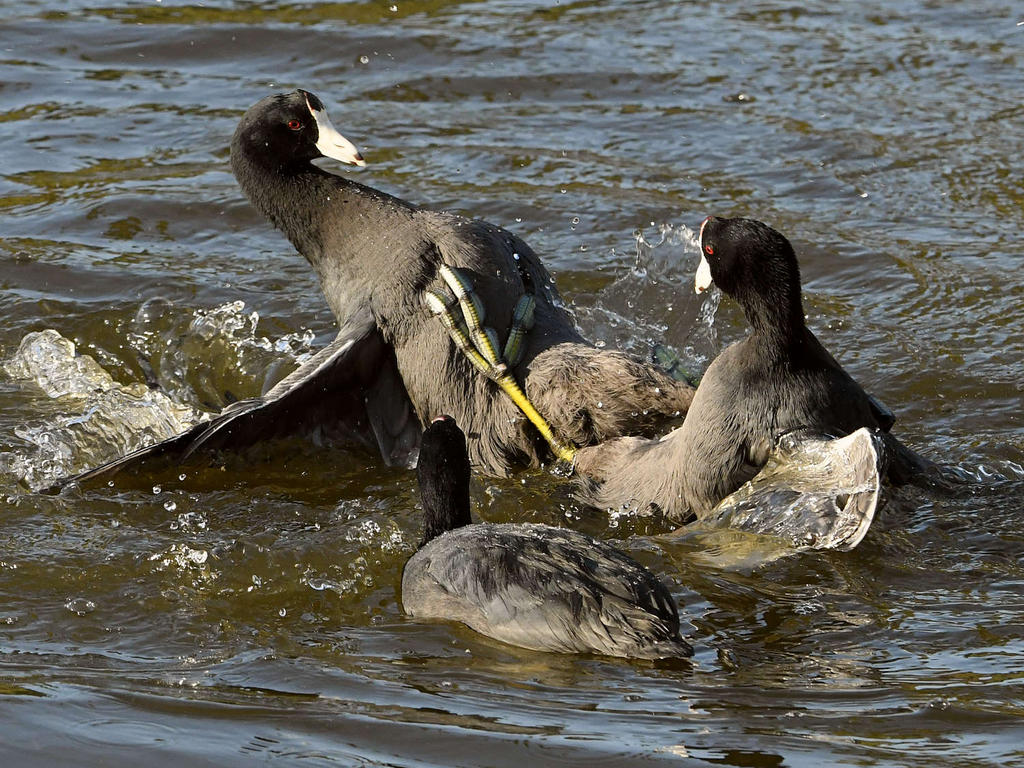 Coot3.jpg