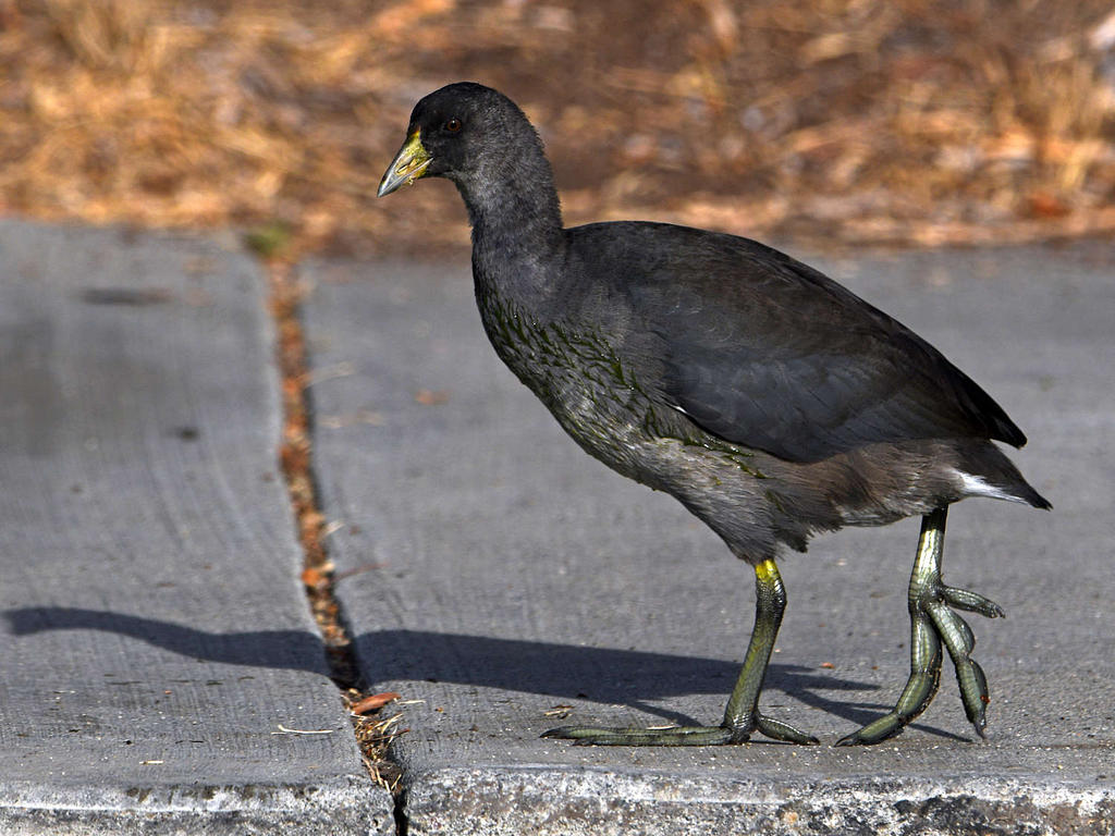 Coot3.jpg