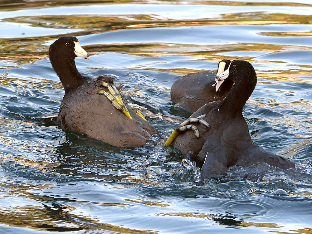 Coot4.jpg