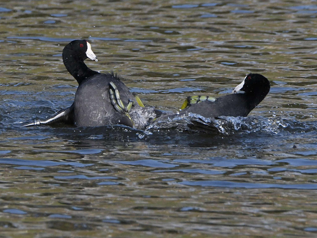 Coot4.jpg