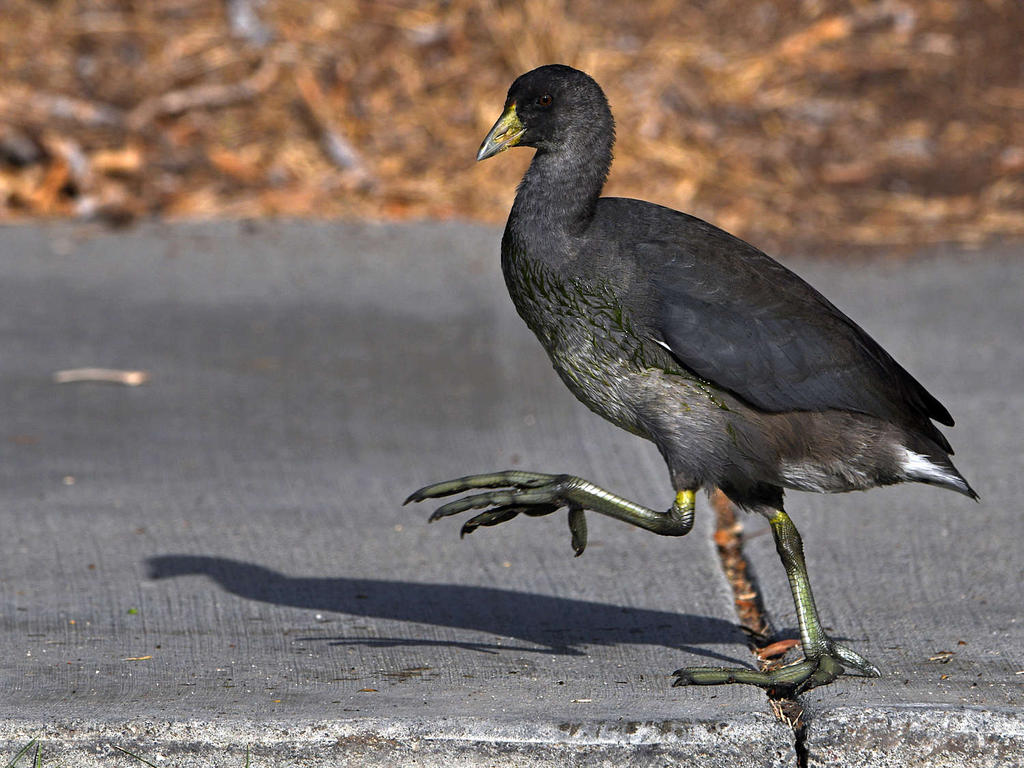Coot4.jpg