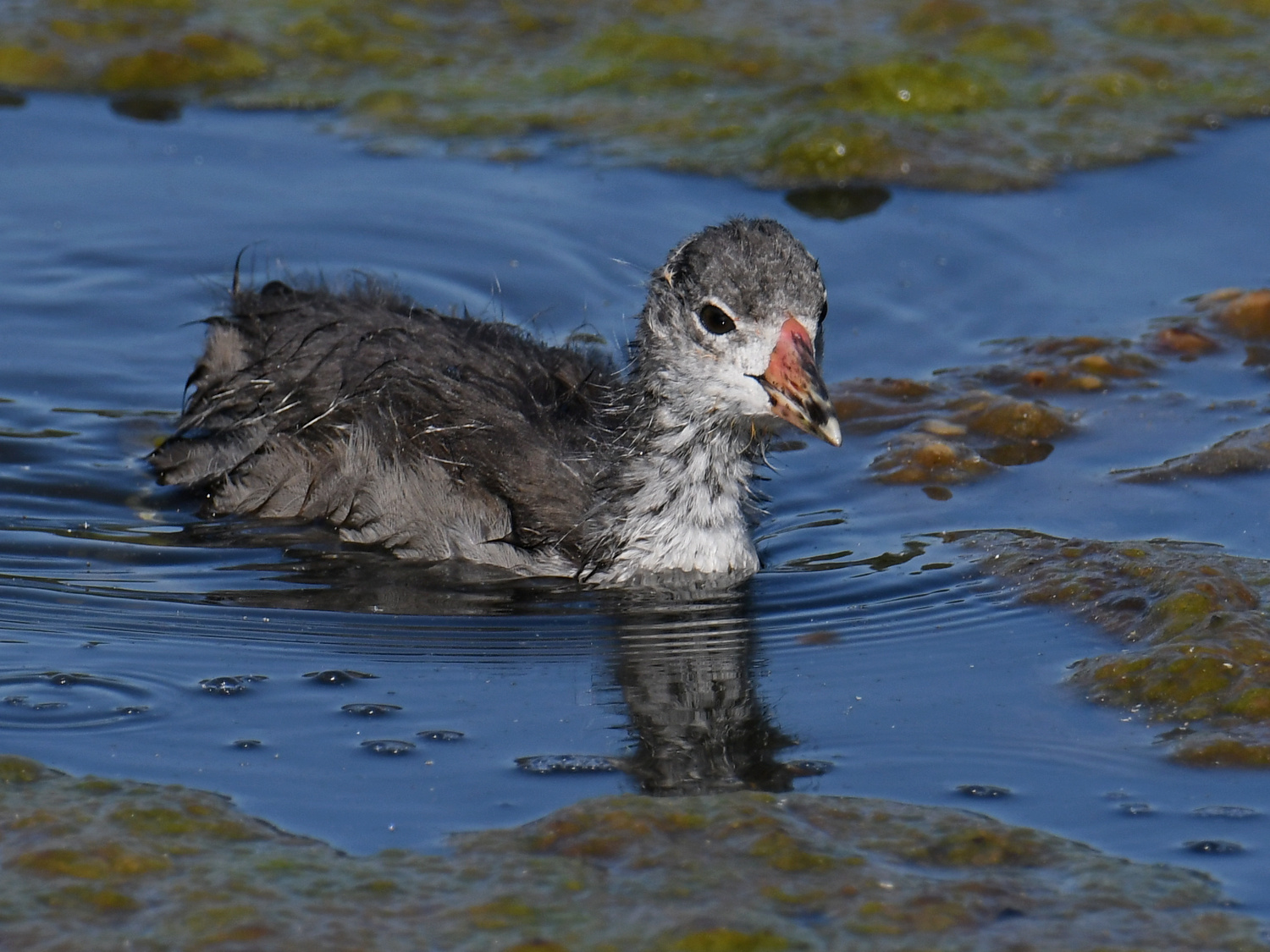 Coot4.jpg