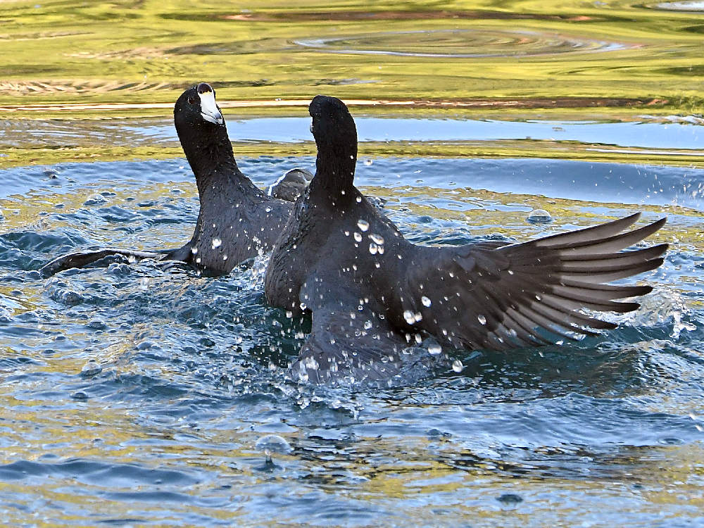 Coot5.jpg