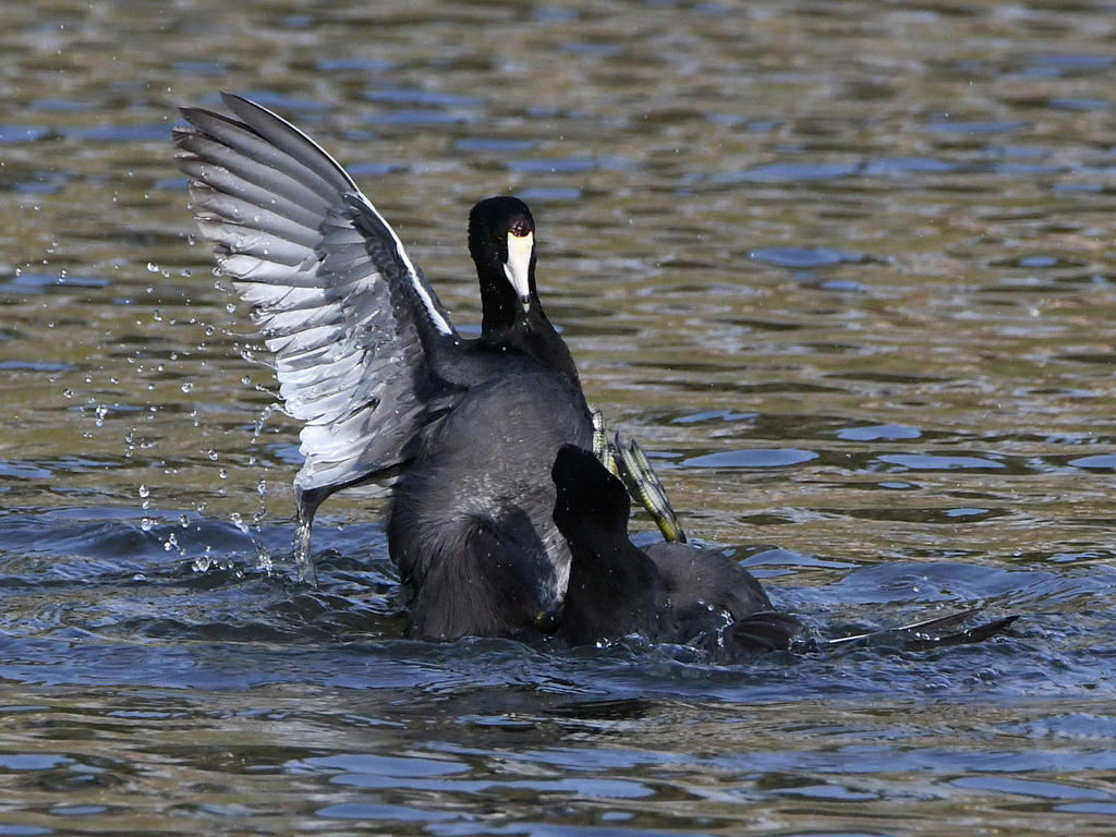 Coot5.jpg