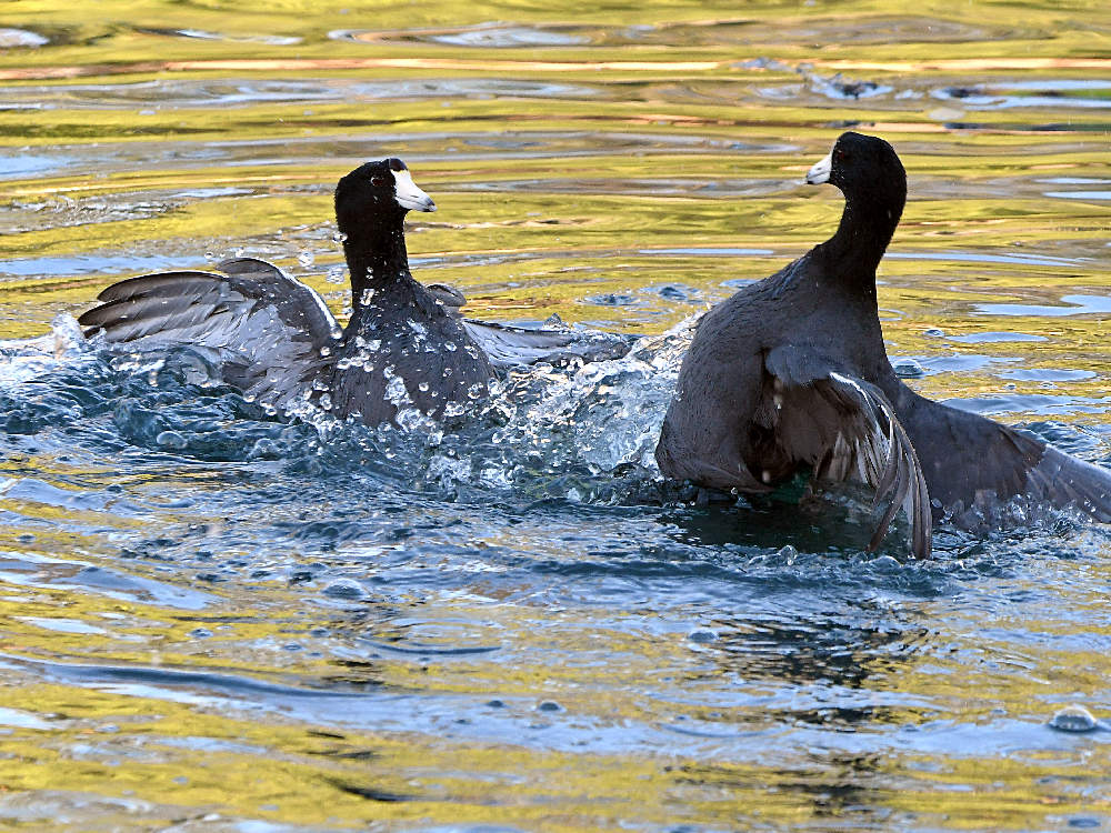 Coot6.jpg