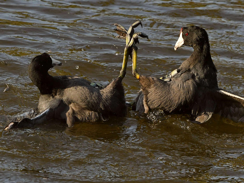 Coot6.jpg