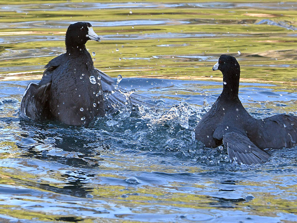 Coot7.jpg