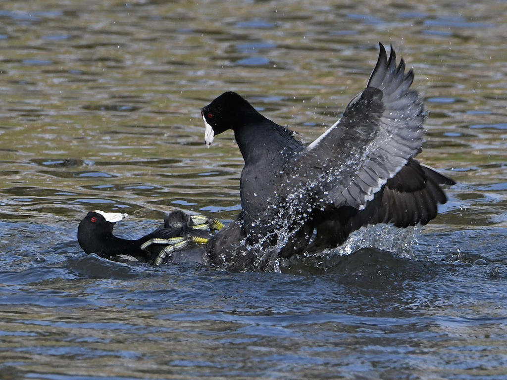 Coot7.jpg