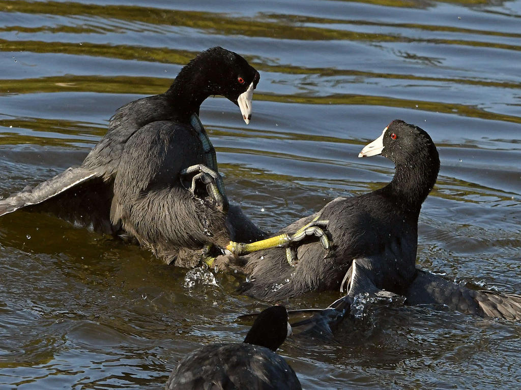 Coot7.jpg