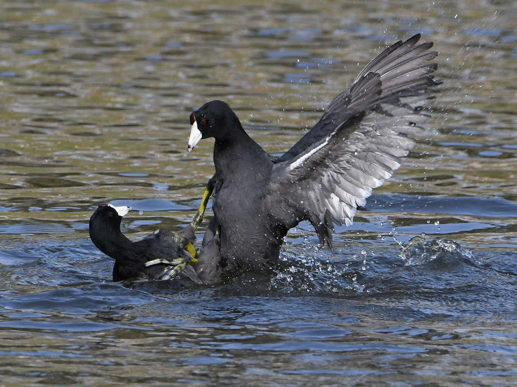 Coot8.jpg