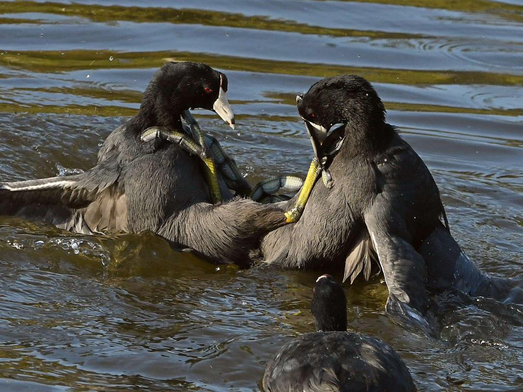 Coot8.jpg