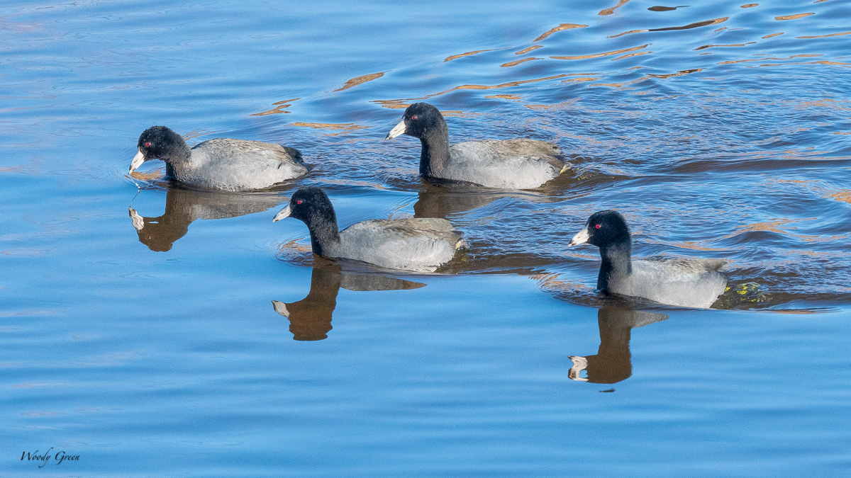 Coots-279.jpg