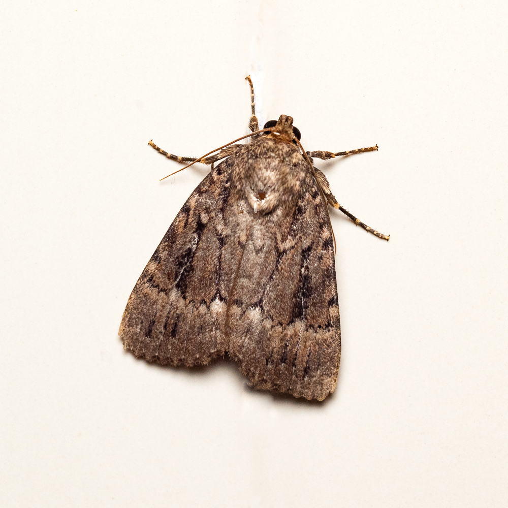 Copper Underwing Moth.jpg