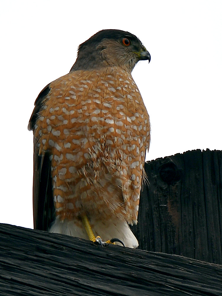 CoppersHawk2.jpg