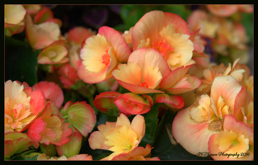 Coral Flowers 6-9-2016.jpg
