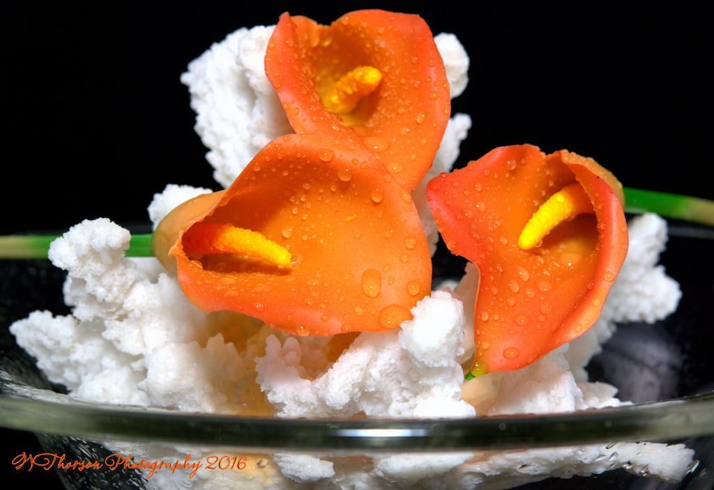 Coral with Calla Lillies #1 9-18-2016.jpg