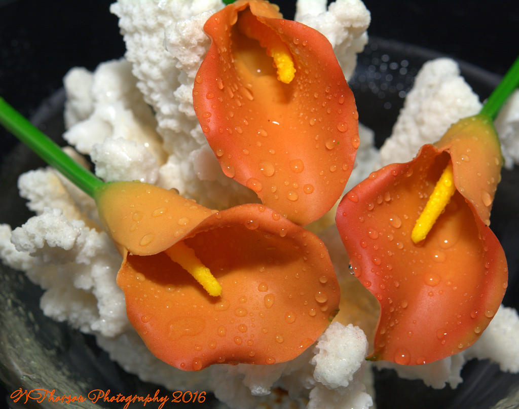 Coral with Calla Lillies #3 9-18-2016.jpg