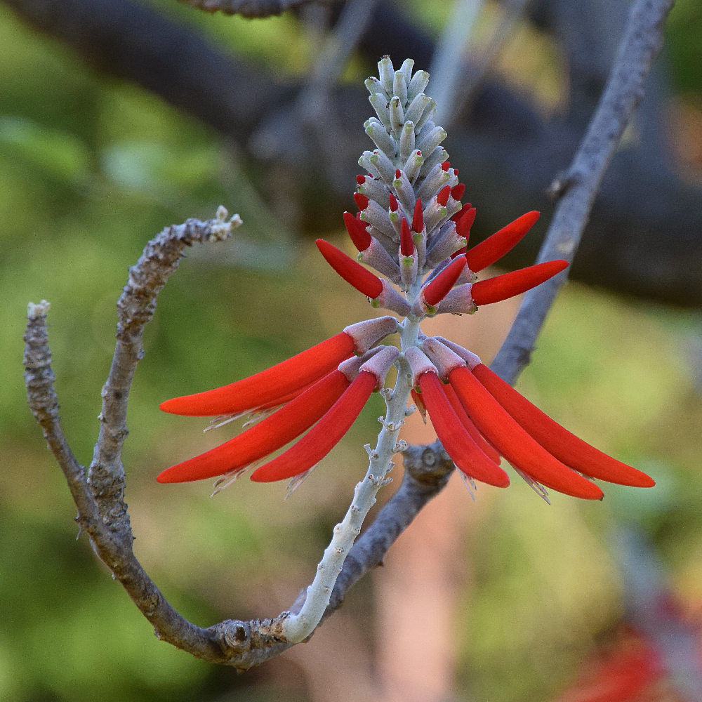 CoralTree.jpg