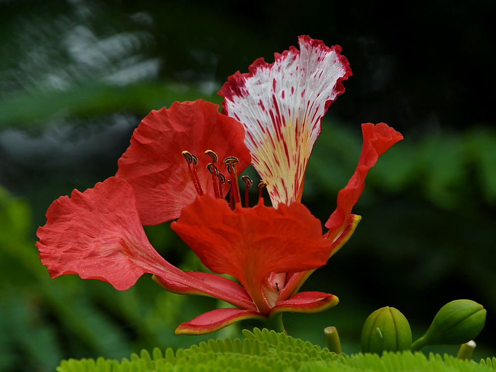 CoralTree.jpg