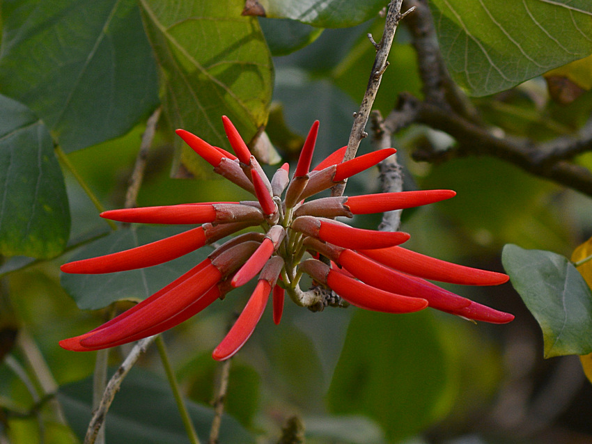 CoralTree.jpg