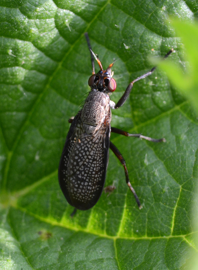 Coremacera marginata.jpg
