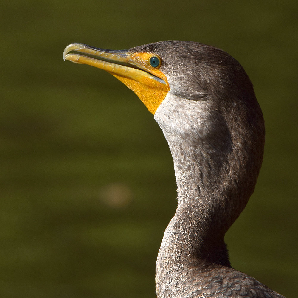 Corm2.jpg