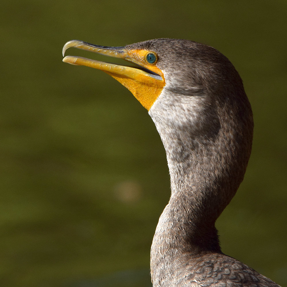 Corm3.jpg