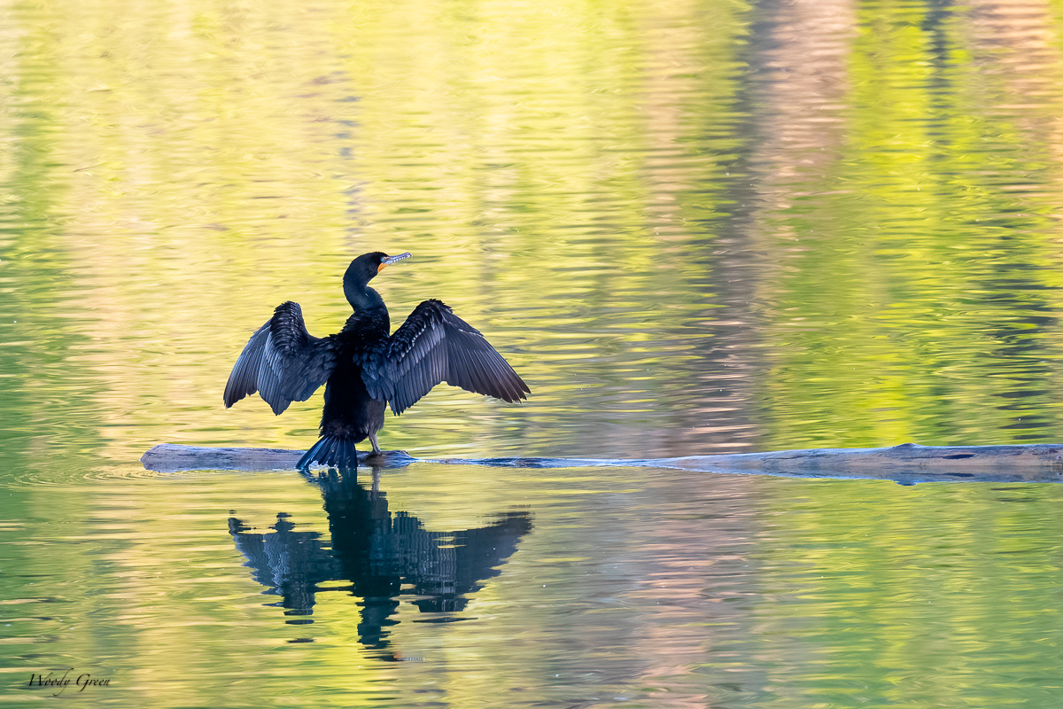 Cormorant-648.jpg
