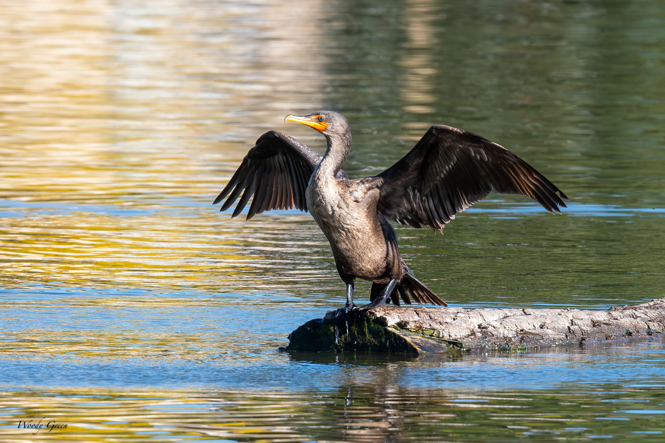 Cormorant-770.jpg