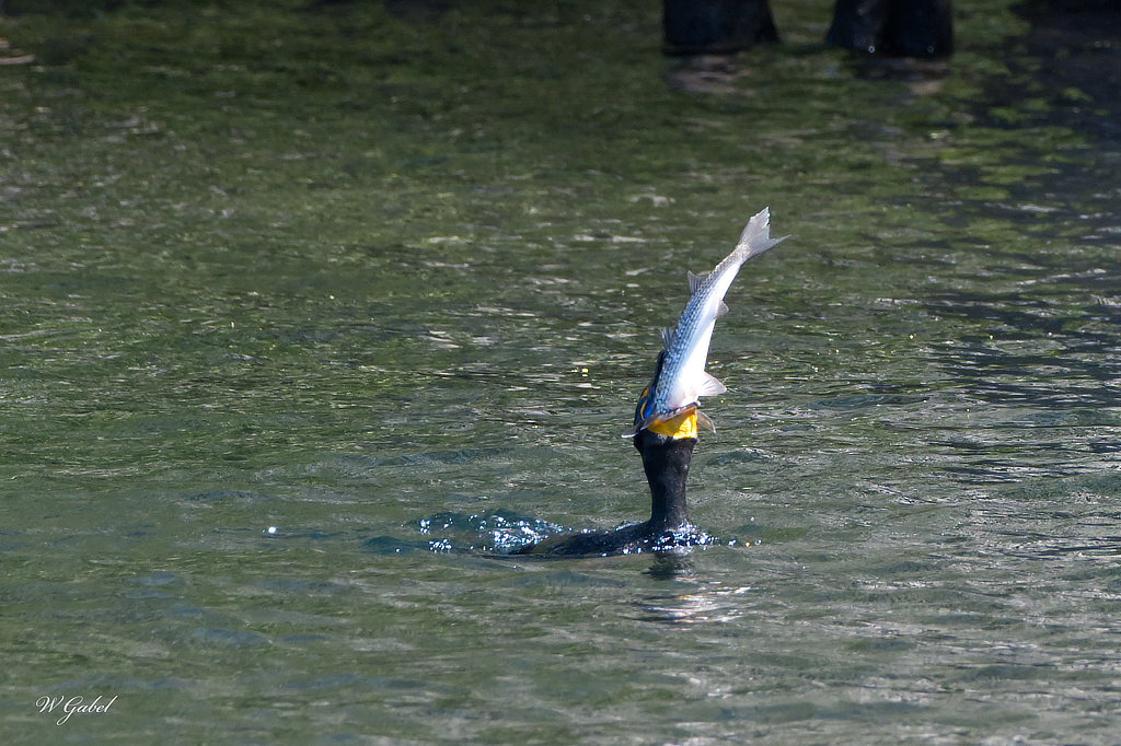 cormorant-eating-a-fish-sm-jpg.390135