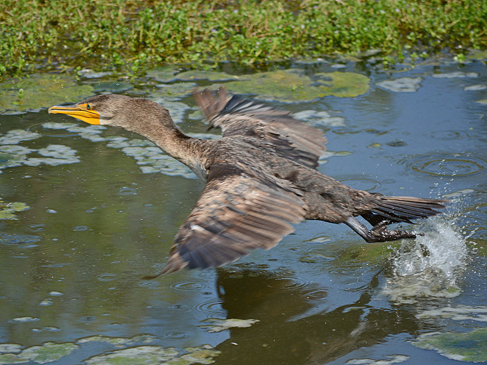 Cormorant.jpg