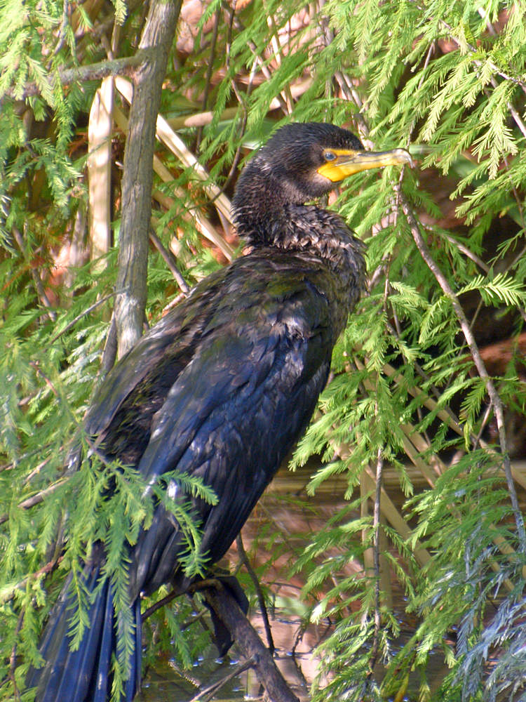 Cormorant.jpg