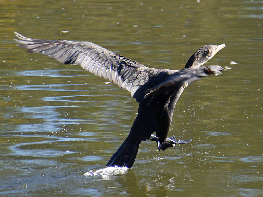 Cormorant.jpg