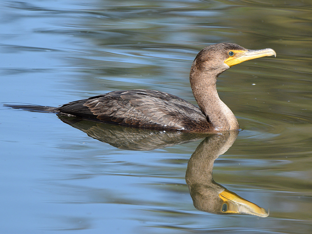 Cormorant.jpg