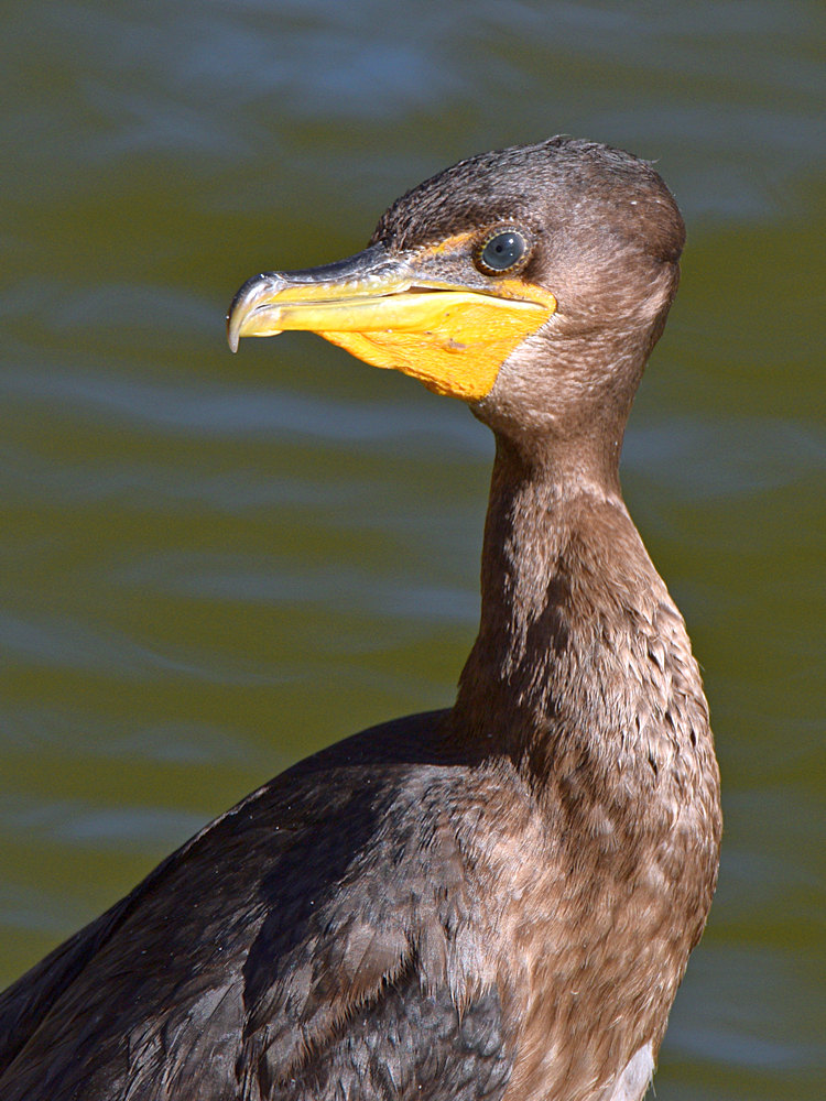 Cormorant.jpg