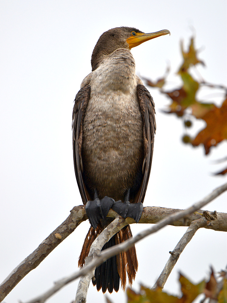 Cormorant.jpg