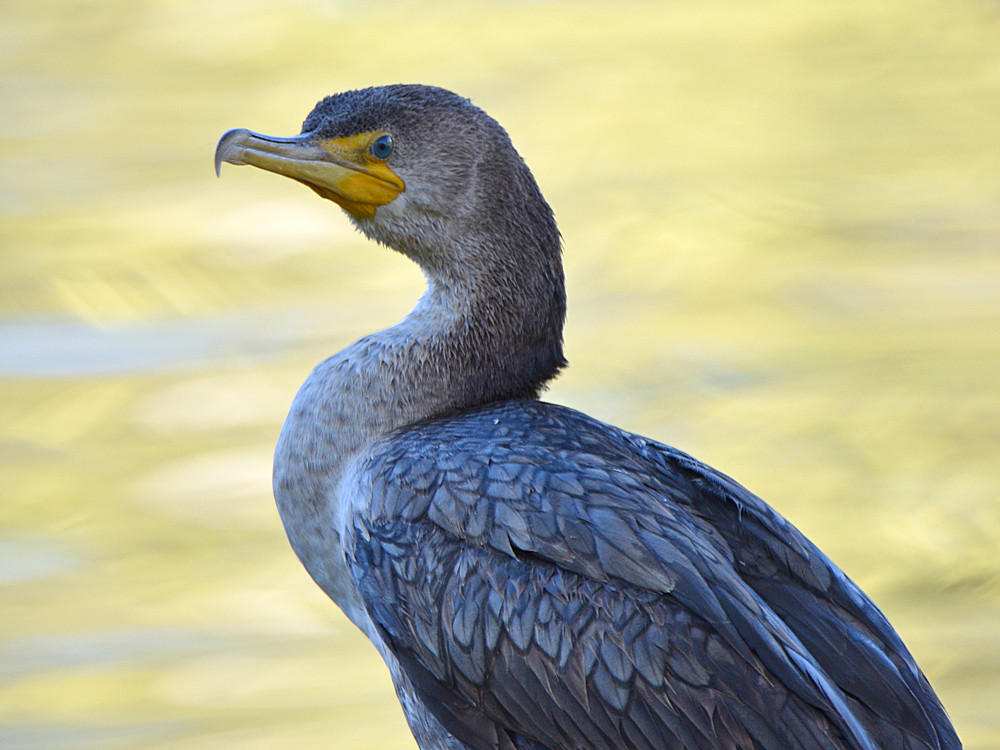 Cormorant.jpg