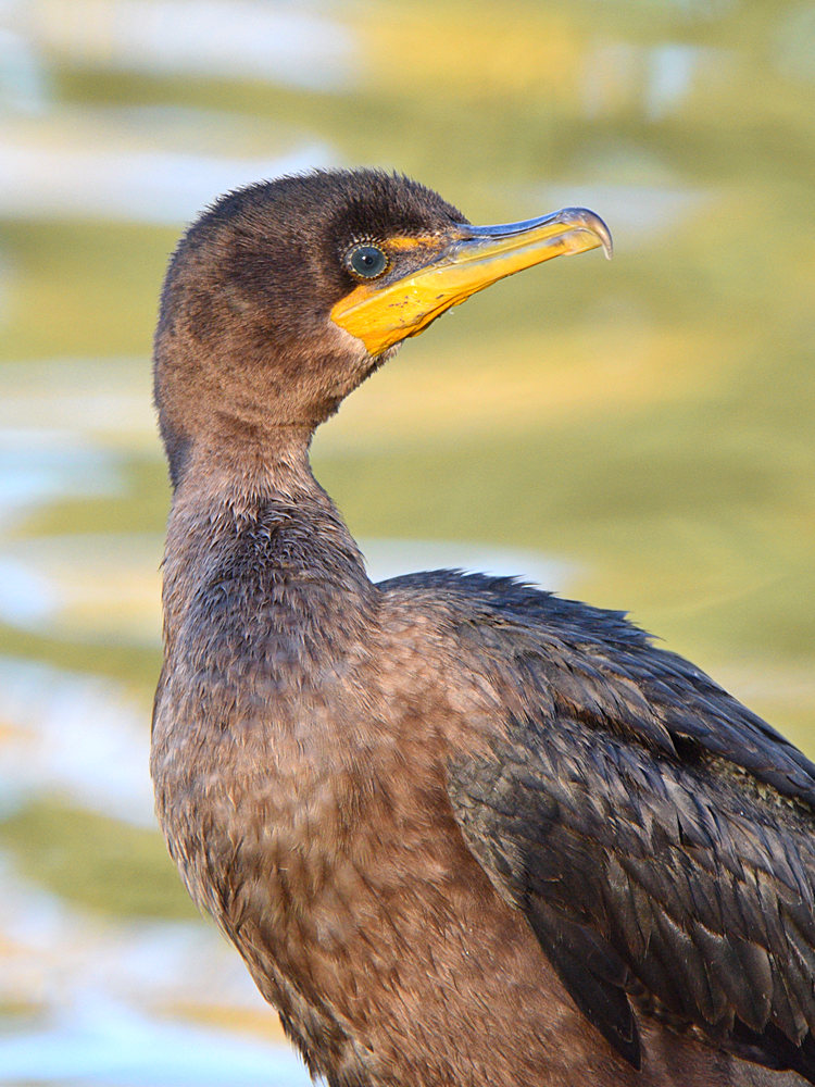 Cormorant.jpg