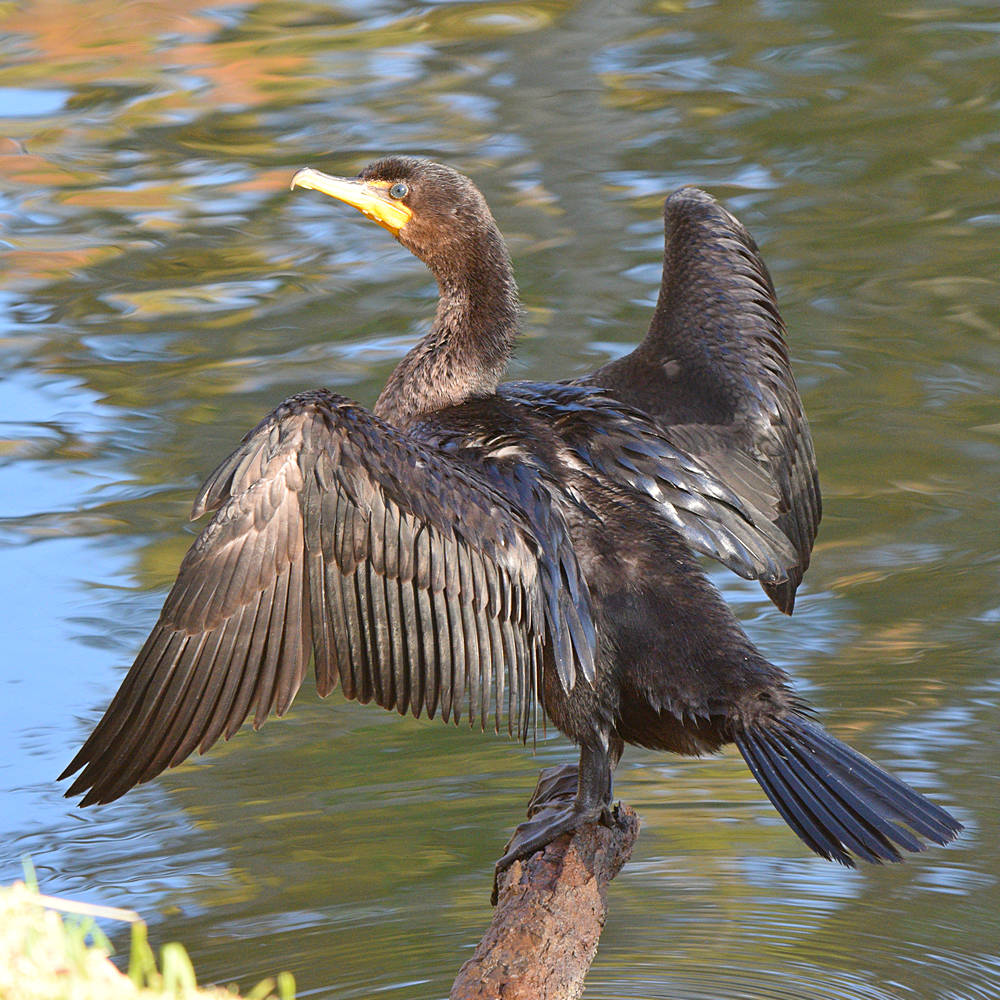 Cormorant.jpg