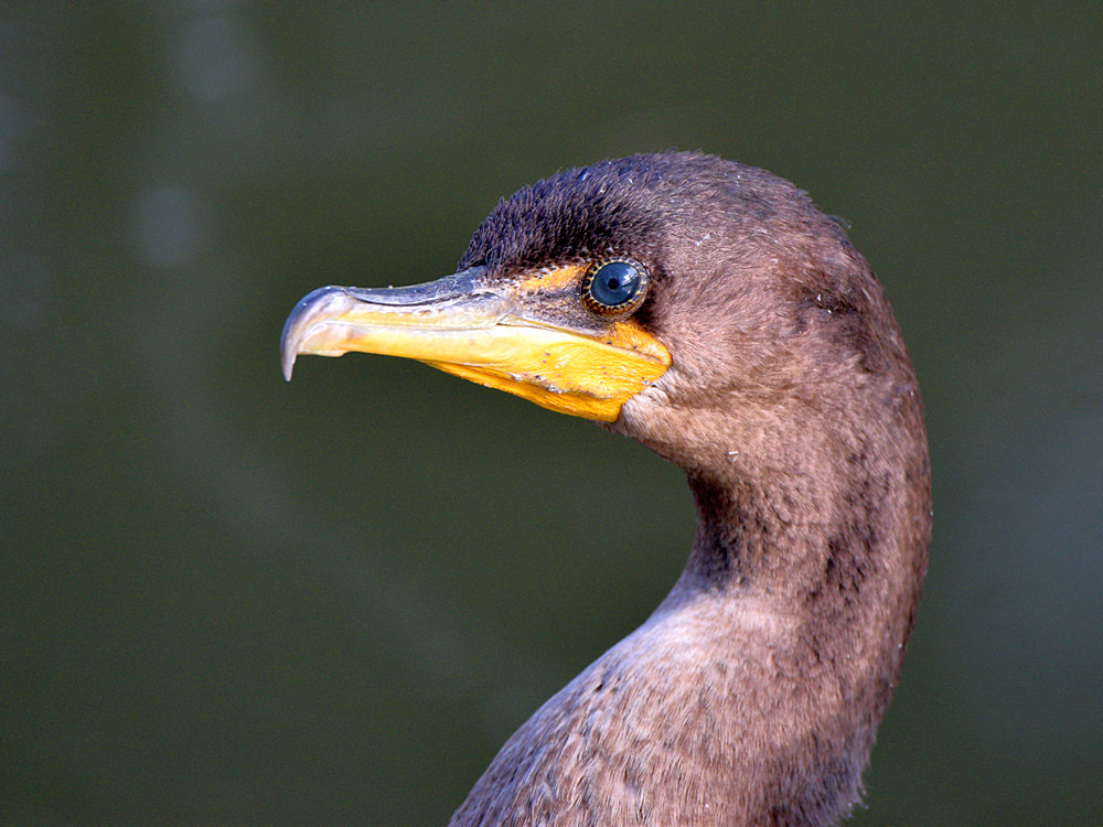 Cormorant.jpg