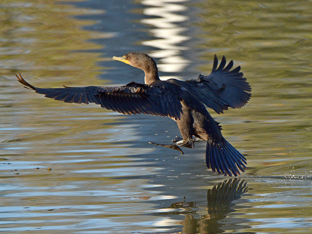 Cormorant.jpg