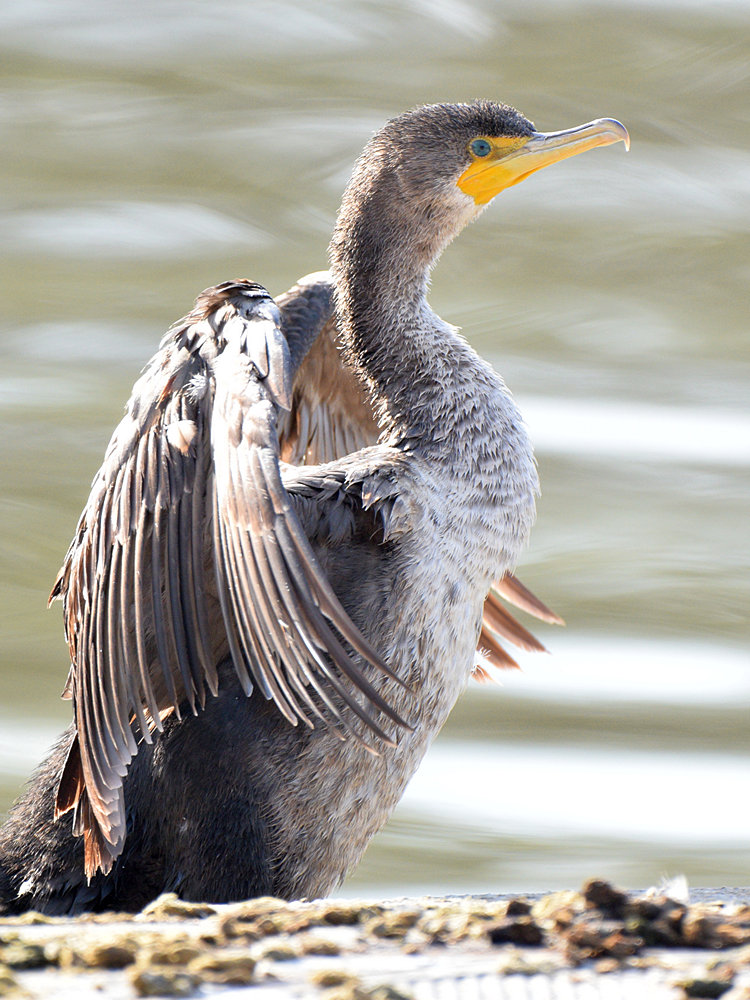 Cormorant.jpg