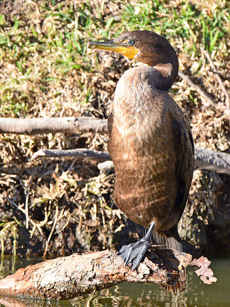 Cormorant.jpg