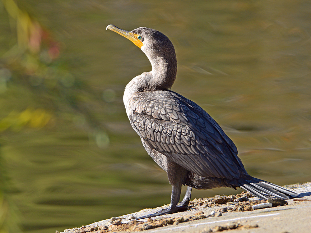 Cormorant.jpg