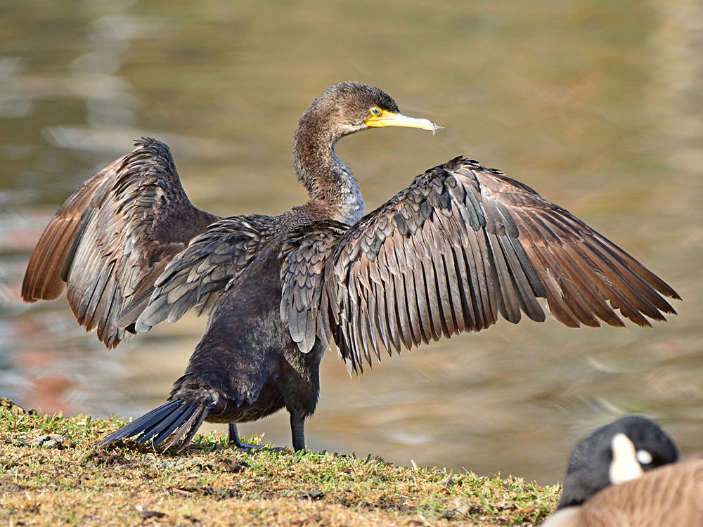 Cormorant.jpg