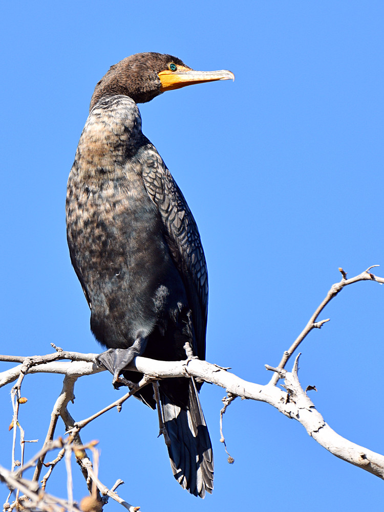 Cormorant.jpg