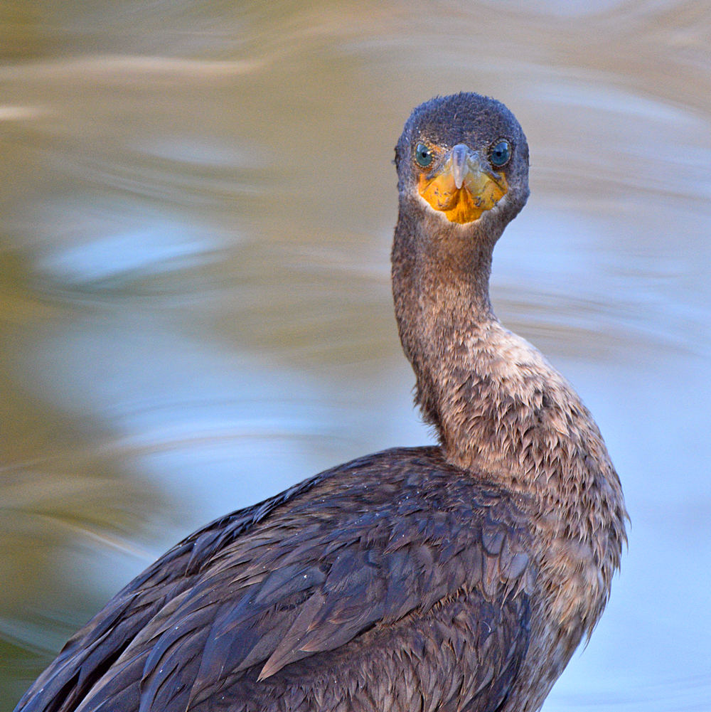 Cormorant.jpg