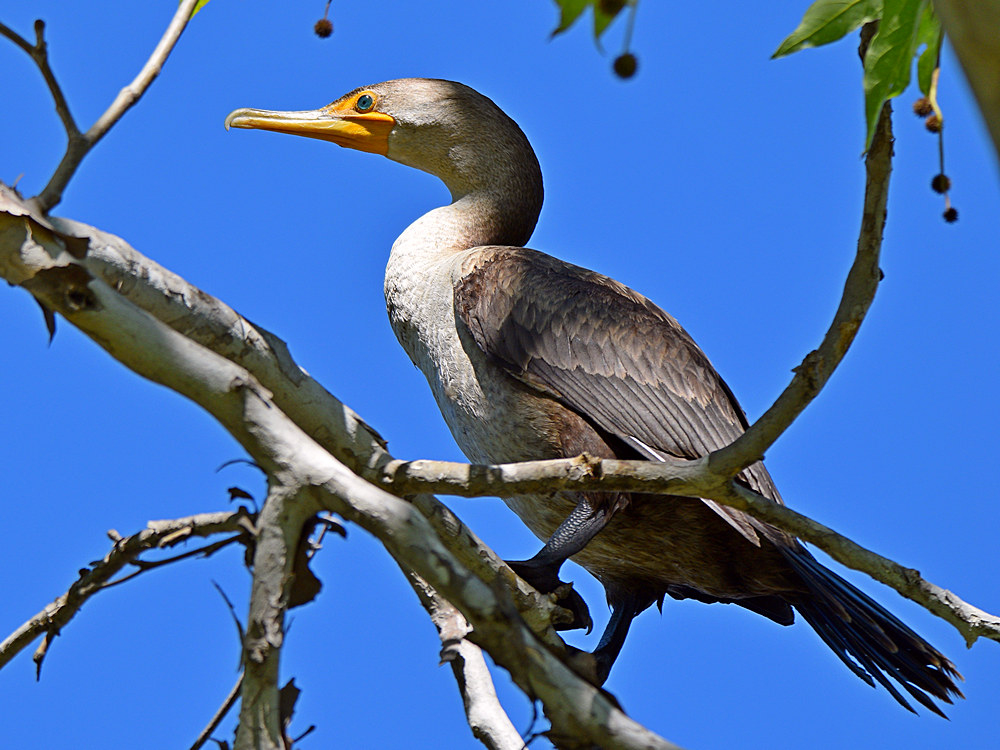 Cormorant.jpg